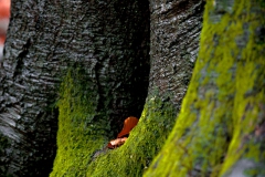 @tuszakowski_photography-Nature-IMAGE-LANDSCAPE-FineArt-6794